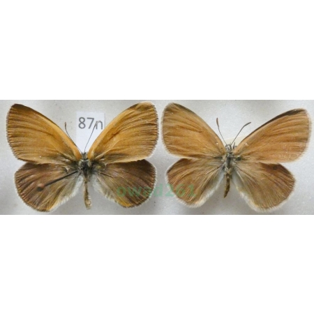 Coenonympha glycerion (Borkhausen, 1788) 2xmale Strzępotek glicerion Czech87n